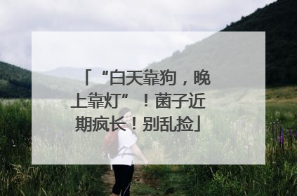 “白天靠狗，晚上靠灯”！菌子近期疯长！别乱捡