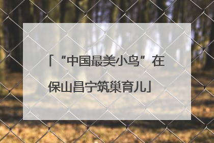 “中国最美小鸟”在保山昌宁筑巢育儿