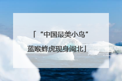 “中国最美小鸟”蓝喉蜂虎现身闽北