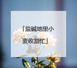 盐碱地里小麦收割忙