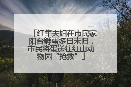 红隼夫妇在市民家阳台孵蛋多日未归，市民将蛋送往红山动物园“抢救”