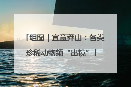 组图｜宜章莽山：各类珍稀动物频“出镜”