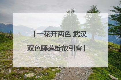 一花开两色 武汉双色睡莲绽放引客