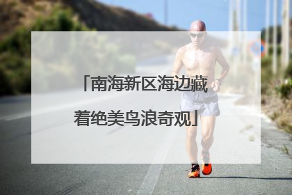 南海新区海边藏着绝美鸟浪奇观