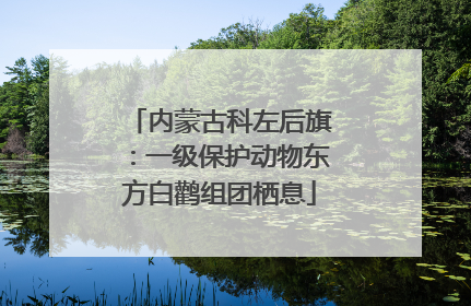 内蒙古科左后旗：一级保护动物东方白鹳组团栖息