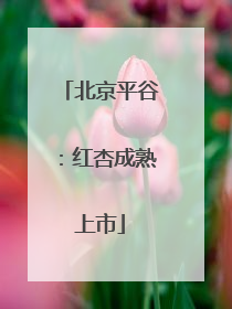北京平谷：红杏成熟上市
