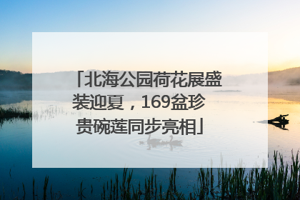北海公园荷花展盛装迎夏，169盆珍贵碗莲同步亮相