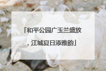 和平公园广玉兰盛放，江城夏日添雅韵