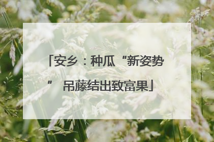 安乡：种瓜“新姿势” 吊藤结出致富果
