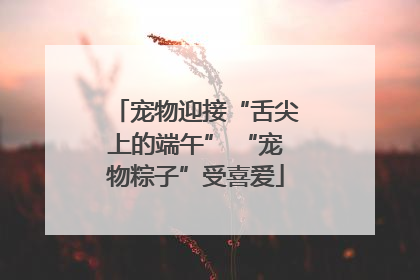 宠物迎接“舌尖上的端午” “宠物粽子”受喜爱