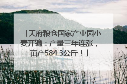 天府粮仓国家产业园小麦开镰：产量三年连涨，亩产584.3公斤！
