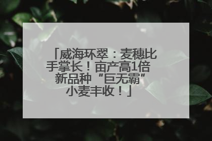威海环翠：麦穗比手掌长！亩产高1倍 新品种“巨无霸”小麦丰收！