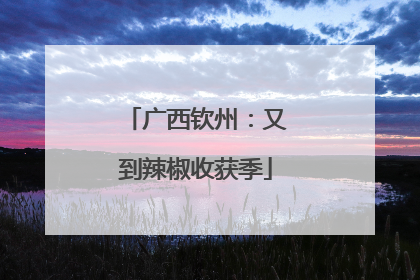 广西钦州：又到辣椒收获季