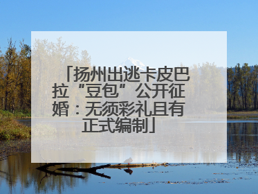 扬州出逃卡皮巴拉“豆包”公开征婚：无须彩礼且有正式编制