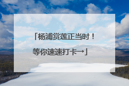 杨浦赏莲正当时！等你速速打卡→