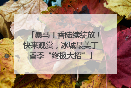 暴马丁香陆续绽放！快来观赏，冰城最美丁香季“终极大招”