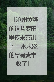沧州黄骅的这片麦田里传来喜讯：一水未浇的旱碱麦丰收了