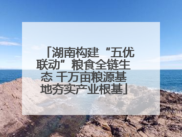 湖南构建“五优联动”粮食全链生态 千万亩粮源基地夯实产业根基