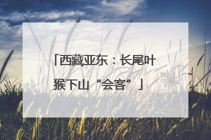 西藏亚东：长尾叶猴下山“会客”