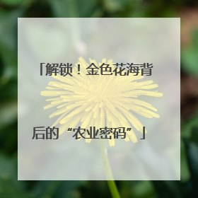 解锁！金色花海背后的“农业密码”