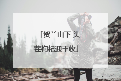 贺兰山下 头茬枸杞迎丰收