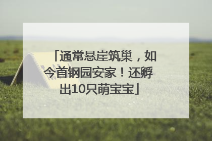 通常悬崖筑巢，如今首钢园安家！还孵出10只萌宝宝