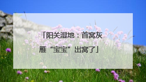 阳关湿地：首窝灰雁“宝宝”出窝了
