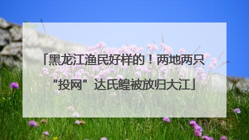 黑龙江渔民好样的！两地两只“投网”达氏鳇被放归大江