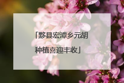 黟县宏潭乡元胡种植喜迎丰收