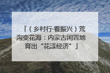 （乡村行·看振兴）荒沟变花海：内蒙古闲置地育出“花漾经济”