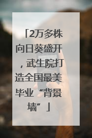 2万多株向日葵盛开，武生院打造全国最美毕业“背景墙”