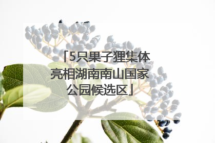 5只果子狸集体亮相湖南南山国家公园候选区